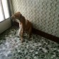 Shyva,añorando sus paseos a la calle,tendrá que esperas un mes y medio casi 2 para recuperarse al 100%.pobrecita